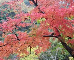 瑠璃光院 紅葉