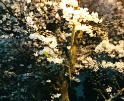夜桜 見頃 福島区 野田阪神駅前美容室